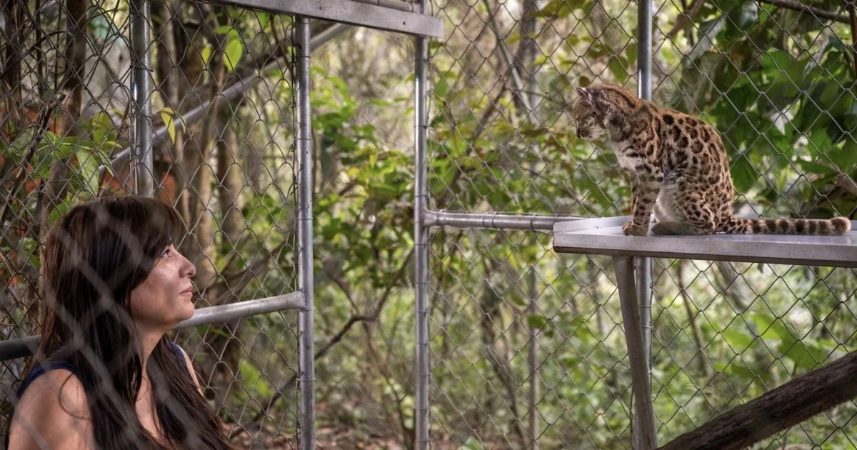 Leopardus tilcayo: у Болівії підтвердили новий вид дикої кішки